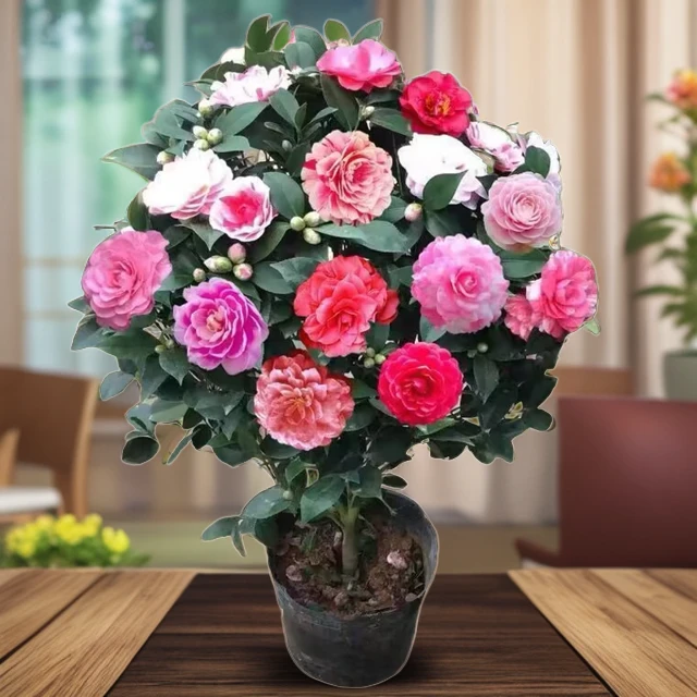 五色赤丹茶花树苗四季开花好养带花苞盆栽花卉耐寒耐热室内外易活