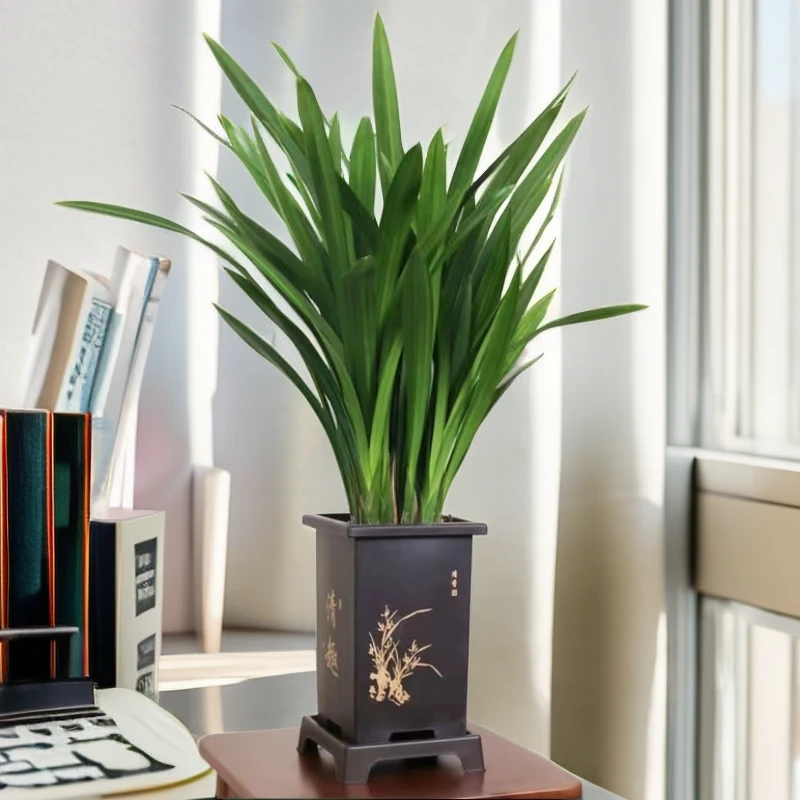 【兰花墨兰企黑】盆栽室内办公室客厅好养国花古风盆报岁兰年宵花