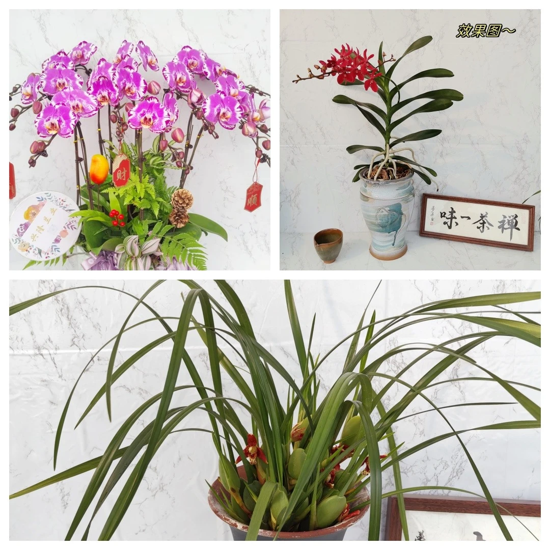 优质网红洋兰，（一物一拍）