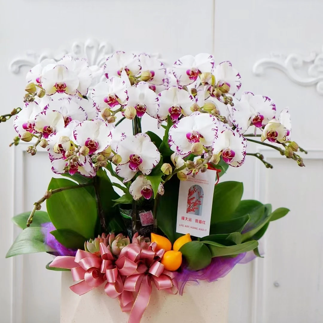 白闪电，蝴蝶兰，当年新苗，3.5超大杯，轻微叶损介意勿拍