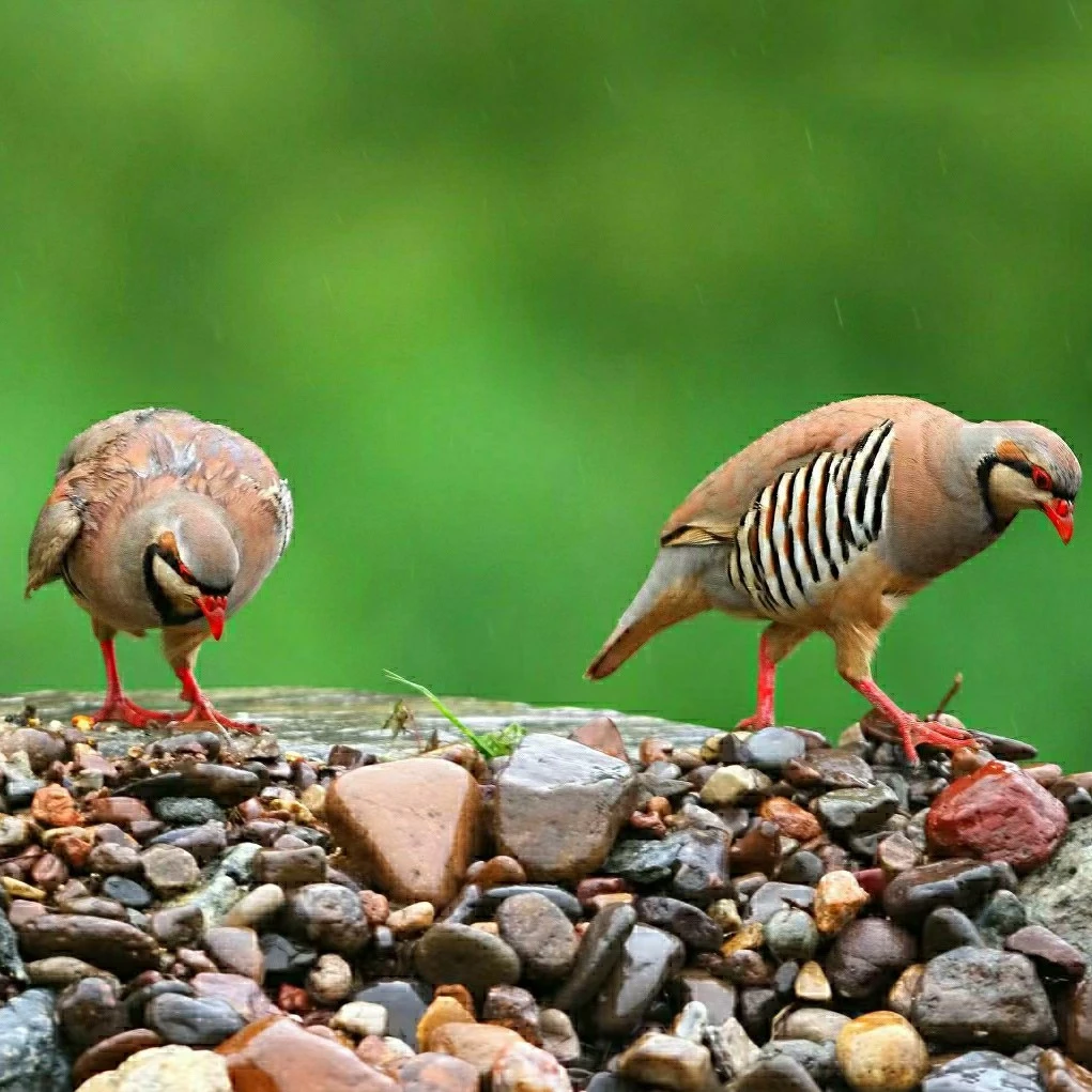小飞龙鸟纯粮喂养新鲜个大肉香味美六只