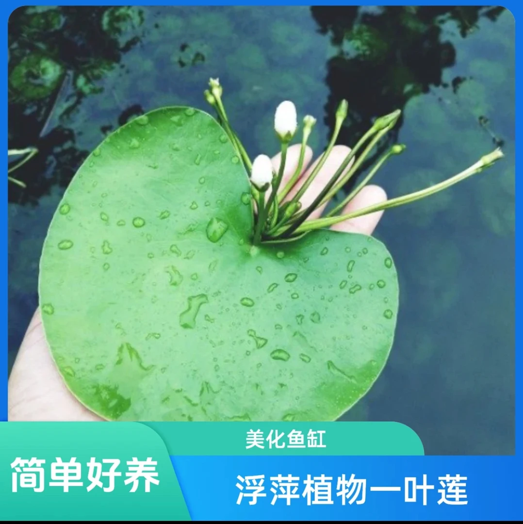 一叶莲水草水生水培植物活睡莲鱼缸造景浮萍真草净化水质会开花真