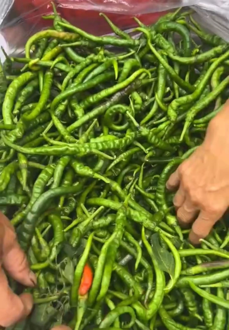 湘西红石林农家螺丝椒