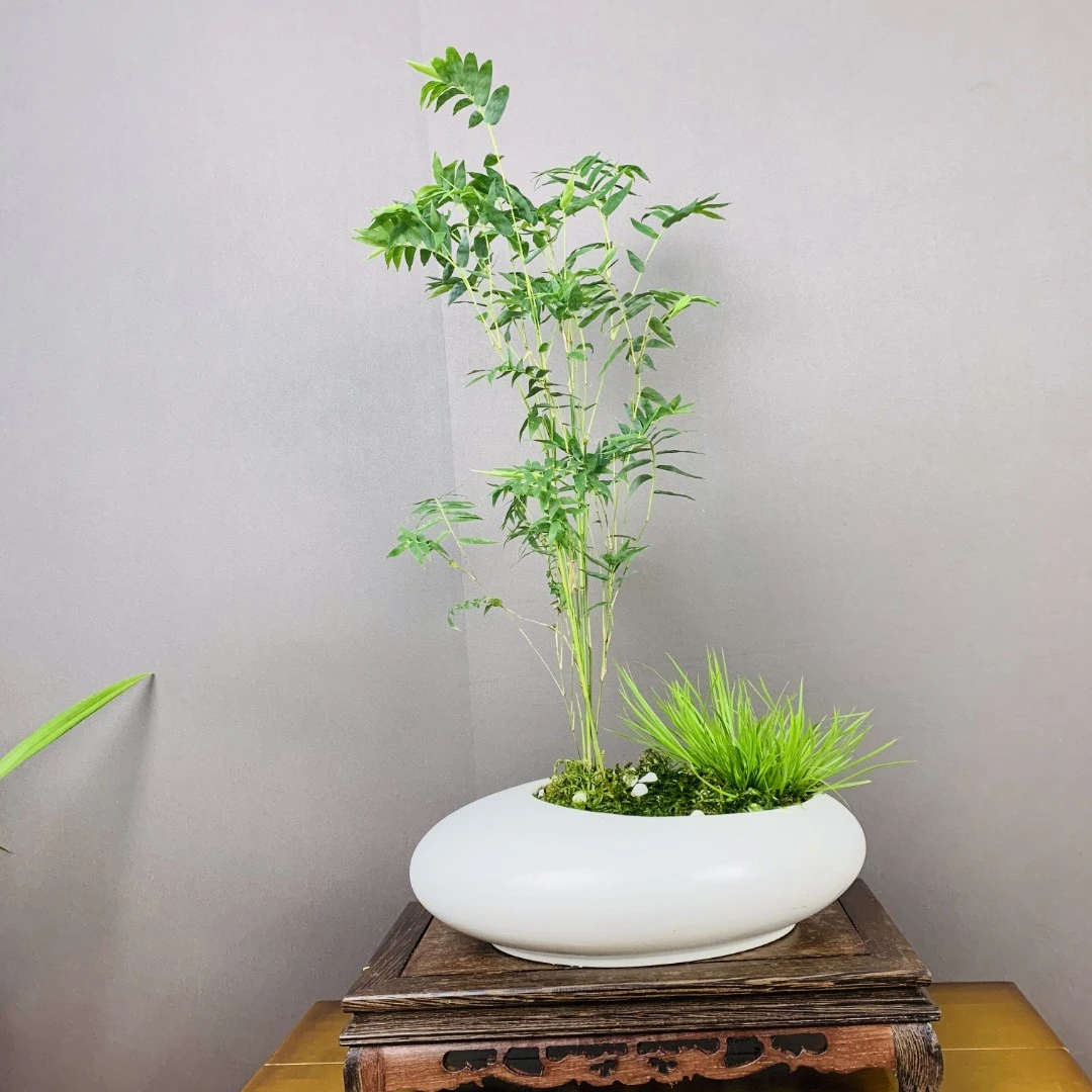 米竹苔藓盆栽可水培土养迷你小竹子（椭圆盆)