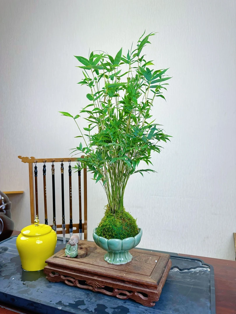 【荆茂竹苑】旺盛米竹水培土培观音竹红竹红观音竹子庭院小米竹39