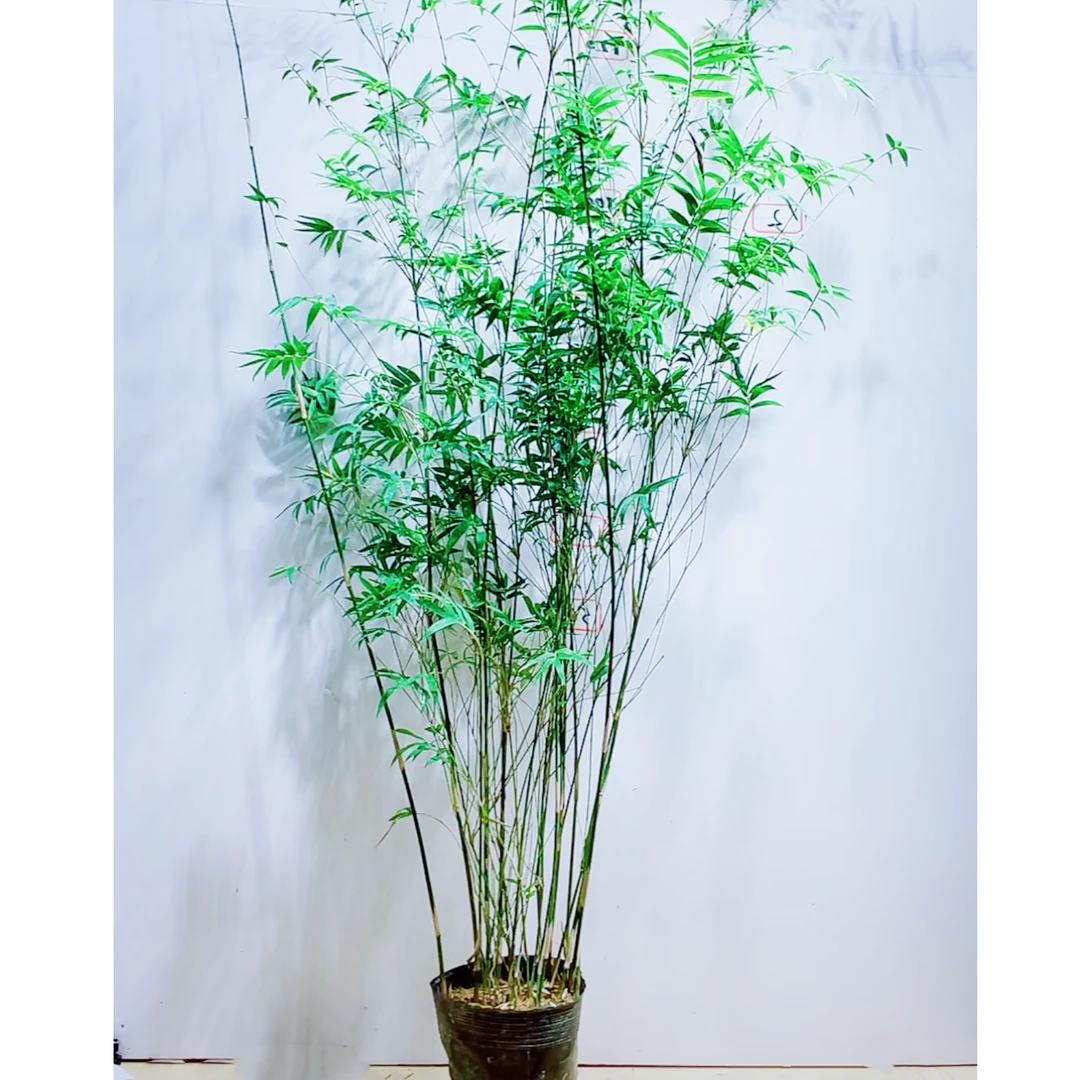 【荆茂竹苑】旺盛米竹水培土培观音竹红竹红观音竹子庭院米竹59