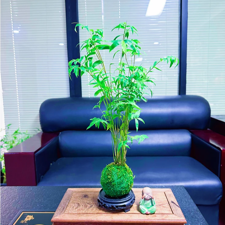 旺盛米竹水培土培观音竹红竹红观音竹子庭院小米竹艺术景观根系24