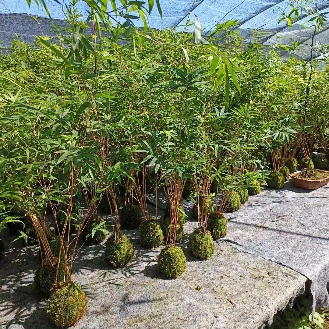 【荆茂竹苑】一物一拍米竹红竹水培土培观音竹观赏竹子庭院米竹89