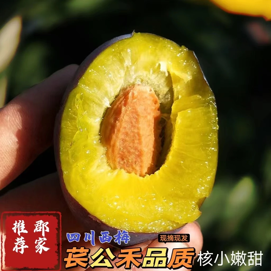 苌公禾【郡家】四川汉源蓝蜜西梅高山种植新鲜应季水果现摘现发