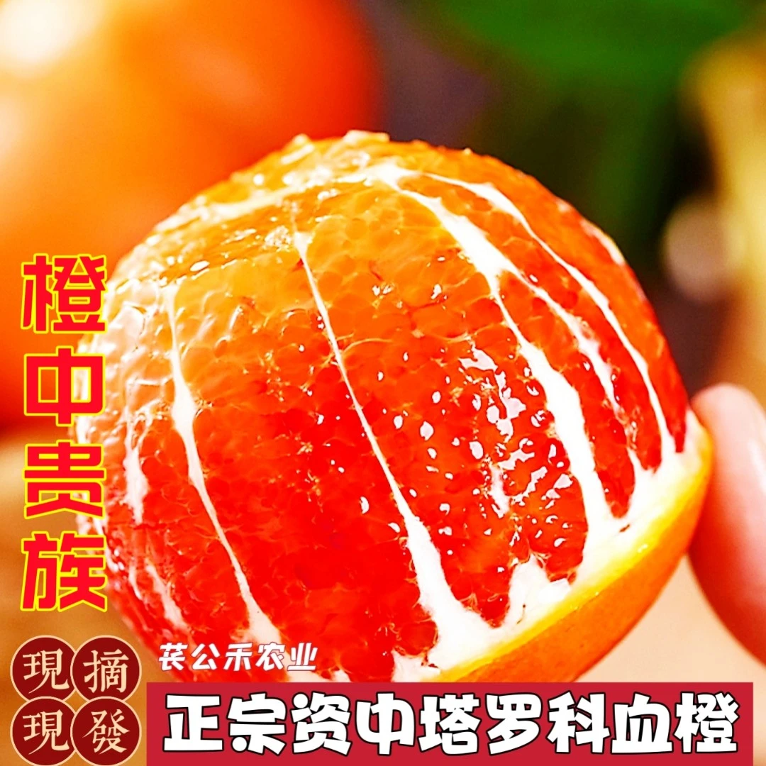 苌公禾【郡家】正宗资中塔罗科血橙原产地种植玫瑰香橙新鲜采摘发货