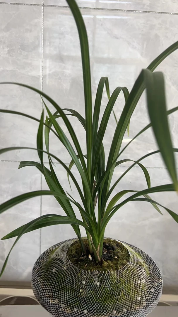 云南大理芳兰瑞园莲瓣兰