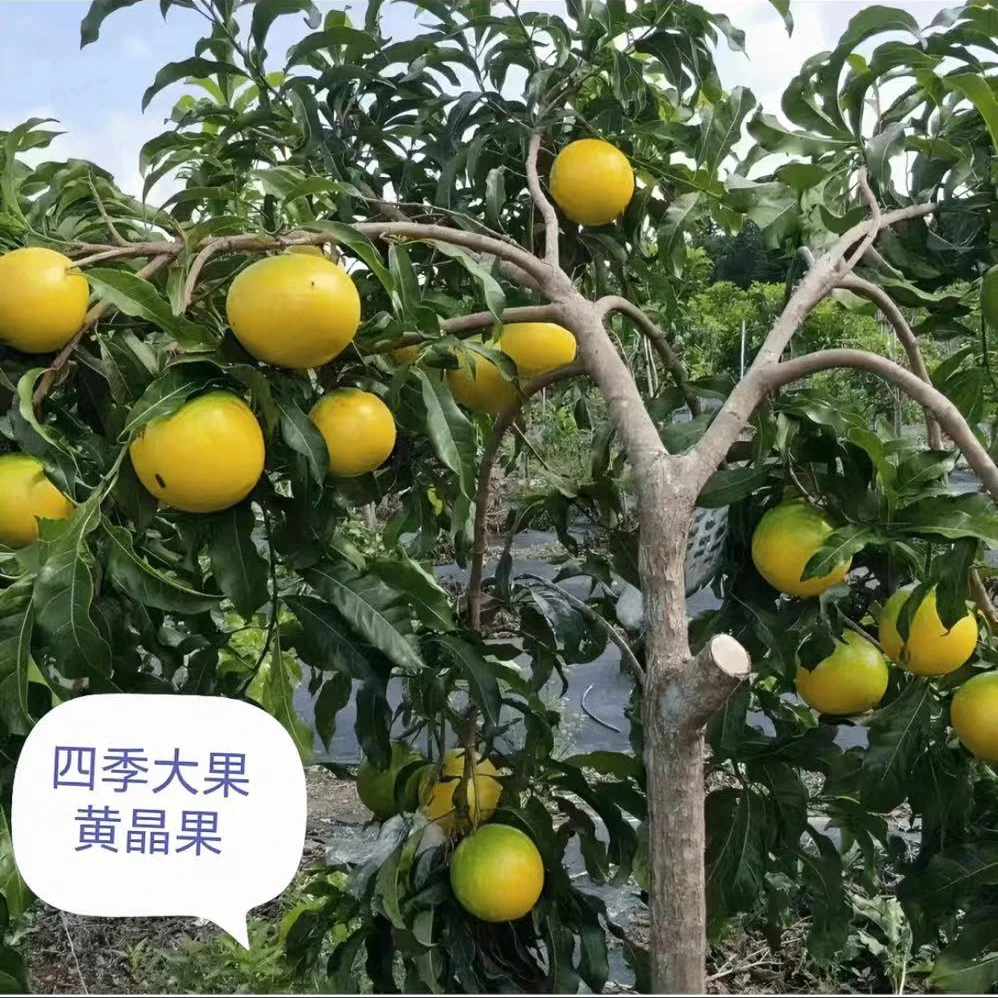 直播间一物一拍 嫁接苗 带土球发货，所见即所得。