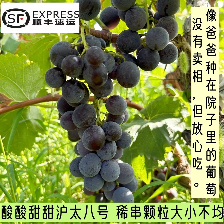 沪太八号巨峰葡萄 孕宝专属 酸甜自然熟不催熟不膨大5斤顺丰包邮