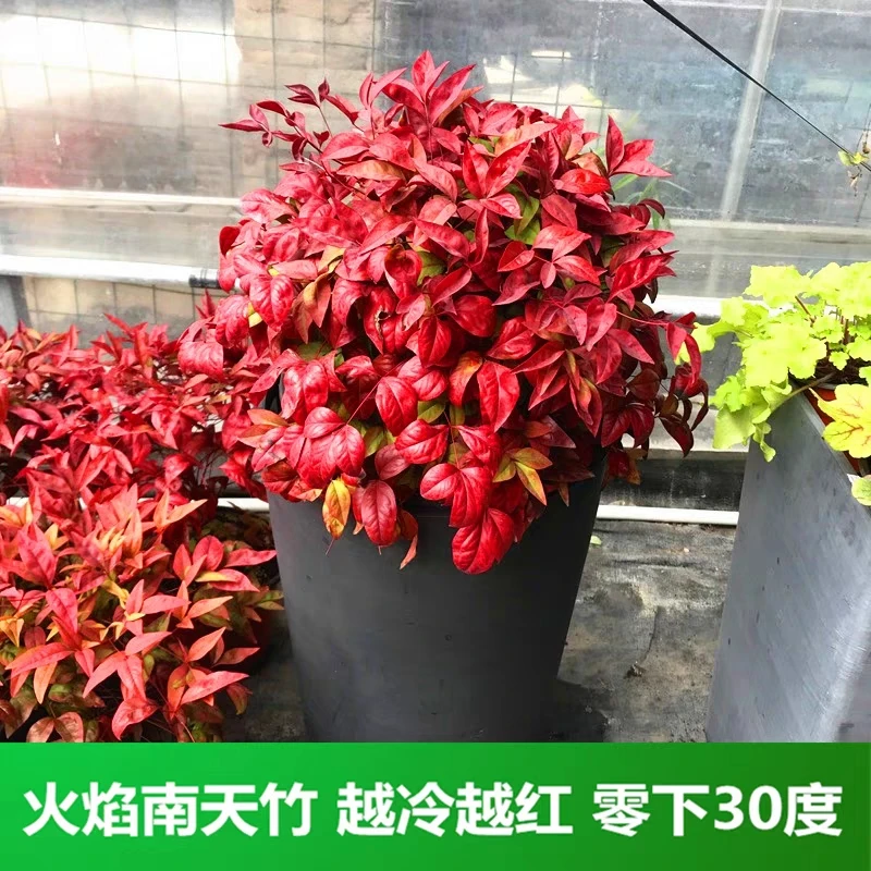 火焰南天竹盆栽室外庭院阳台观叶植物多年生秋冬耐寒盆景园艺大盆