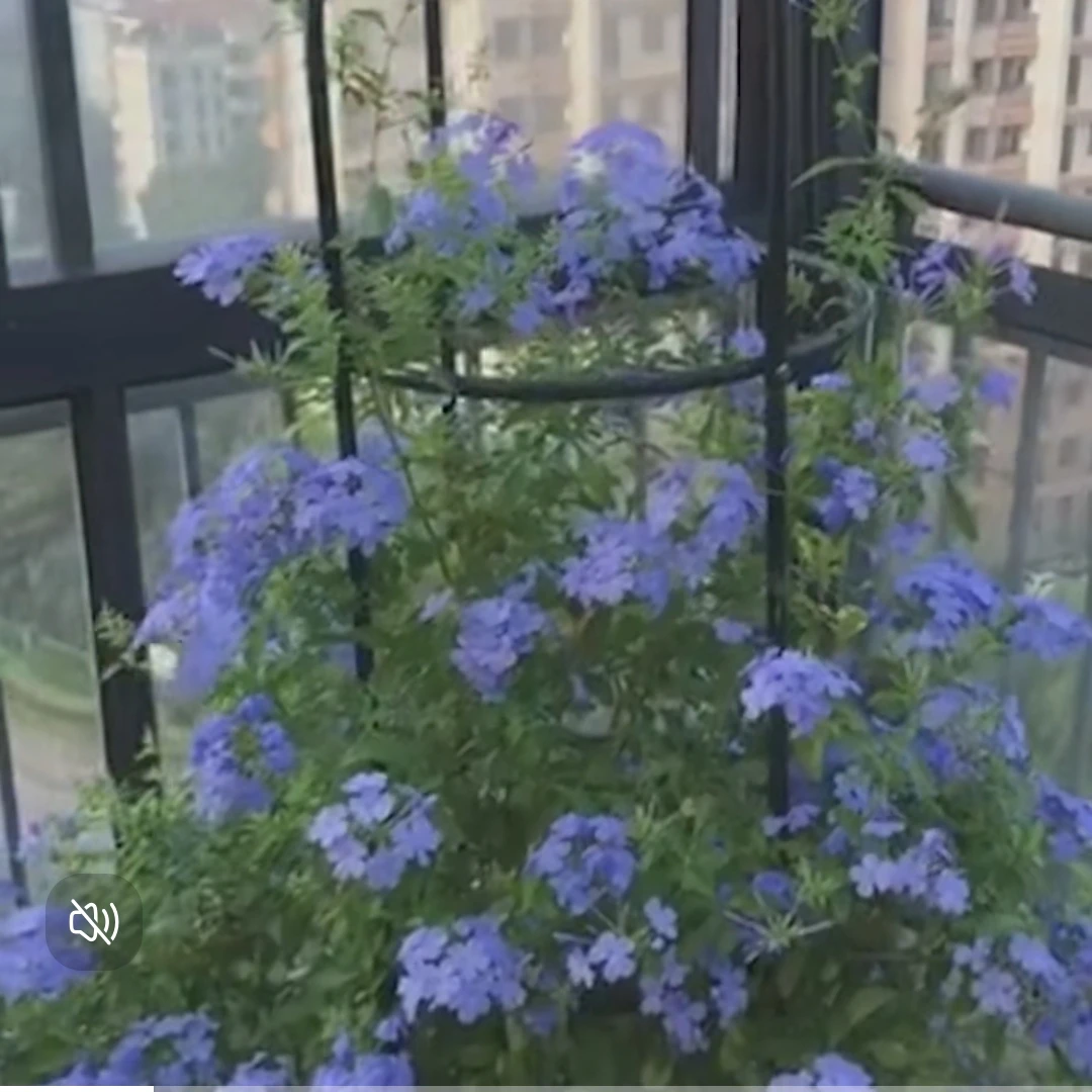 蓝雪花加仑盆栽大苗带花苞阳台庭院木本花卉耐热好养植物四季开花