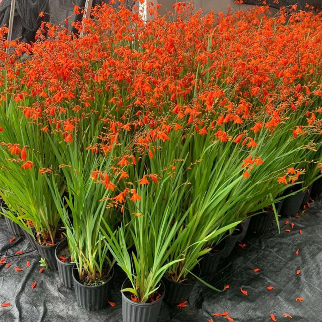 火星花 雄黄兰 多年生易养花境植物庭院露台观花盆栽植物
