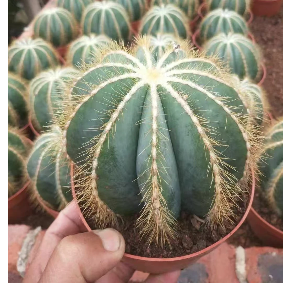 新款多肉植物 黄银冠仙人球 室内防辐射吸甲醛美观会开花绿植盆栽