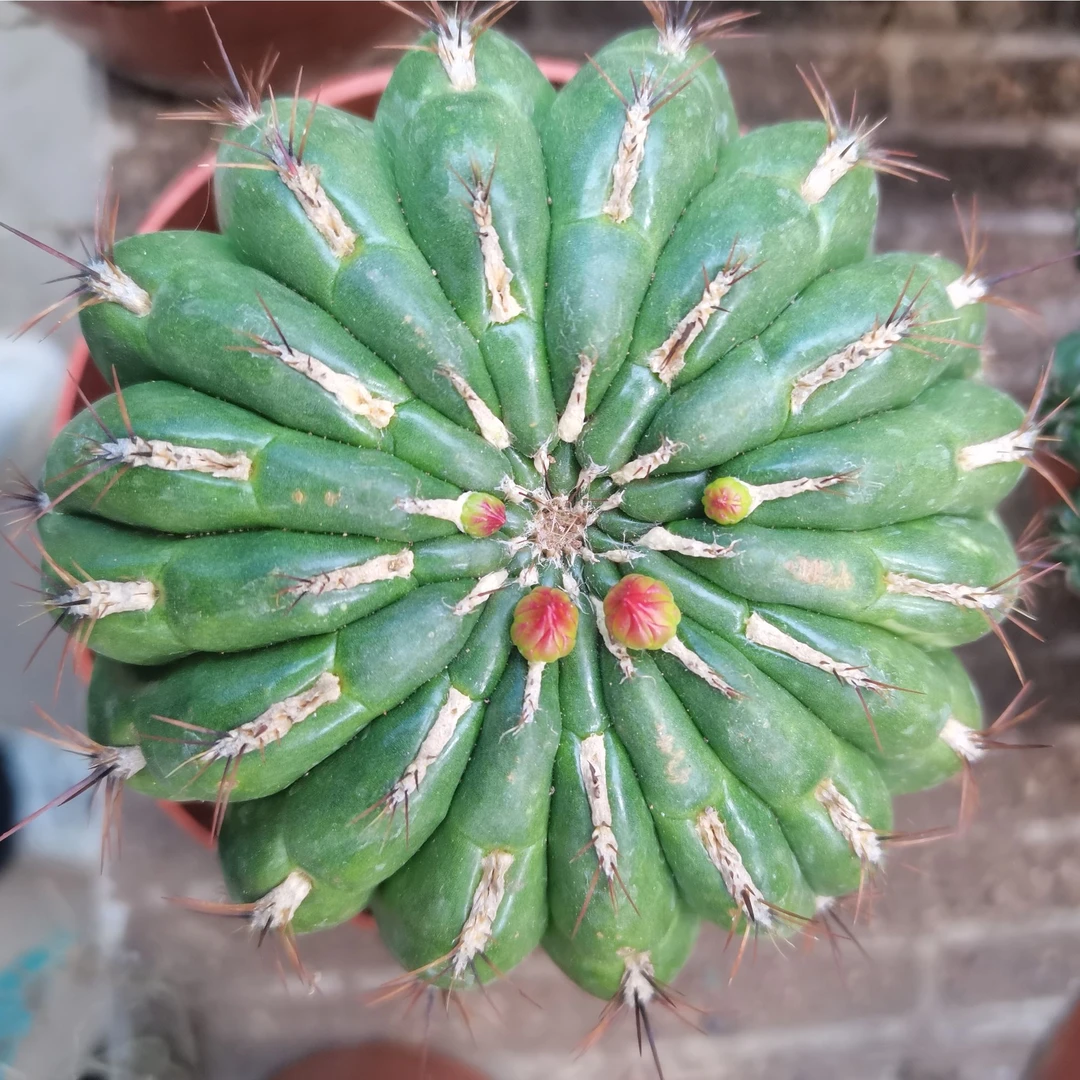 仙人球金钱豹易养开花美观迷人净化空气防辐射吸甲醛绿植盆栽