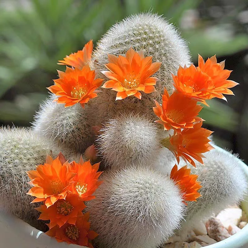 雪丽山多头群生白毛软毛软刺仙人球好养活落地室内办公室绿植盆栽