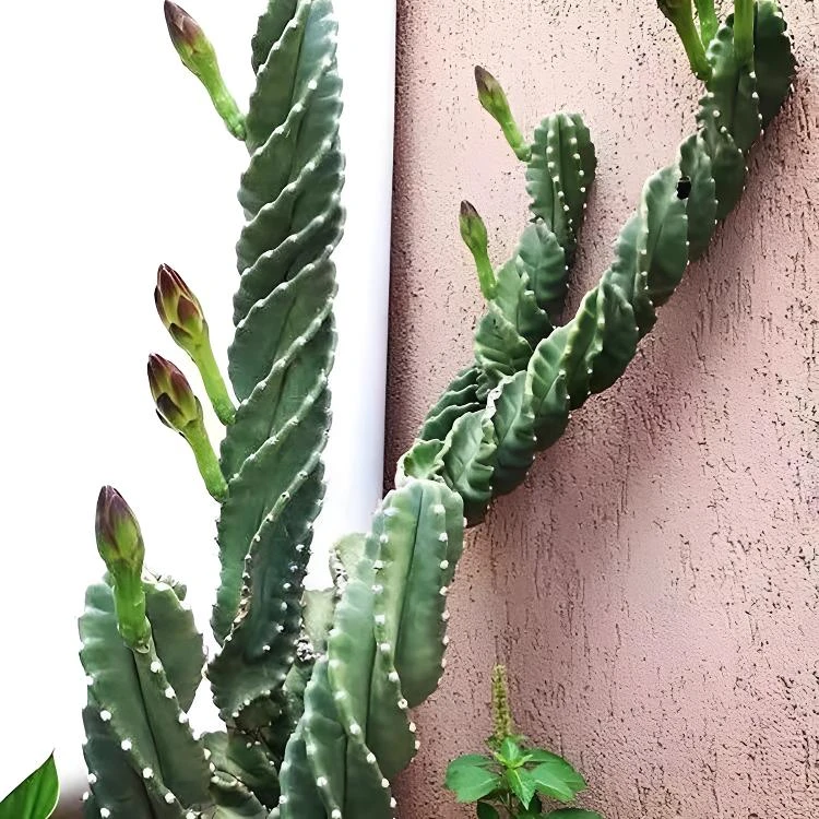 龙卷风实物仙人柱仙人掌螺旋柱精品好养沙生植物欧美风格爆款耐寒