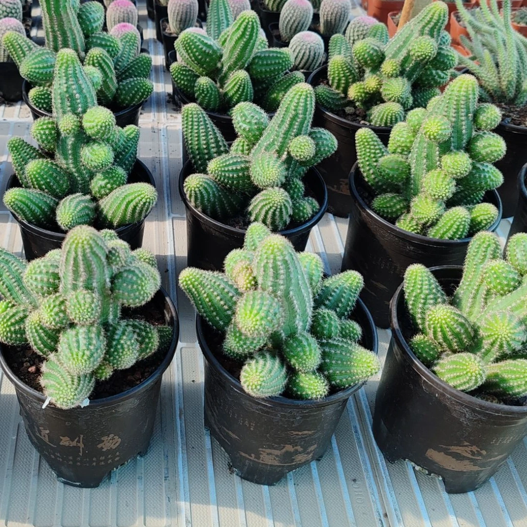阿尔巴仙人球侧牙群生实生根补发实物发货售后造型订单提供枝叶