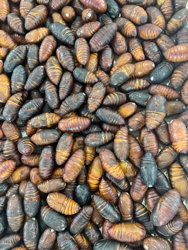 活蚕蛹辽宁丹东柞蚕大茧黑蚕蛹大茧蚕茧黄蛹蚕茧