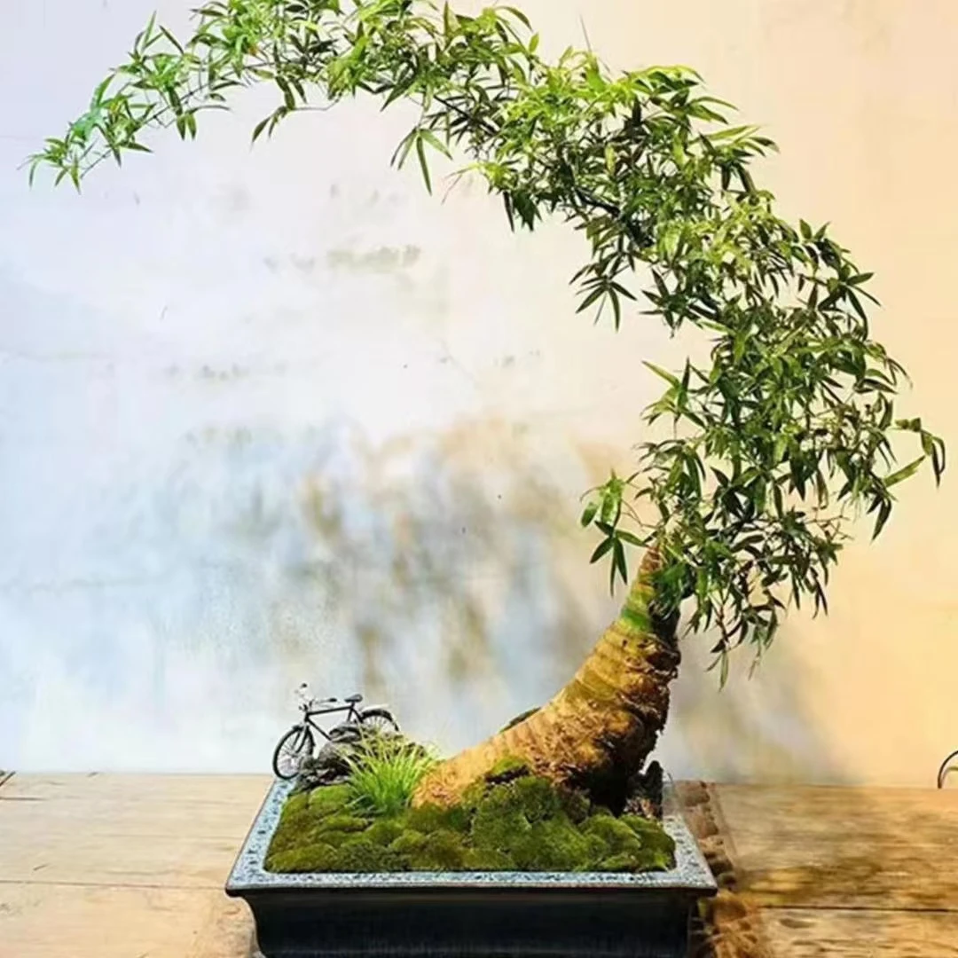 正宗海南小叶簕竹生桩