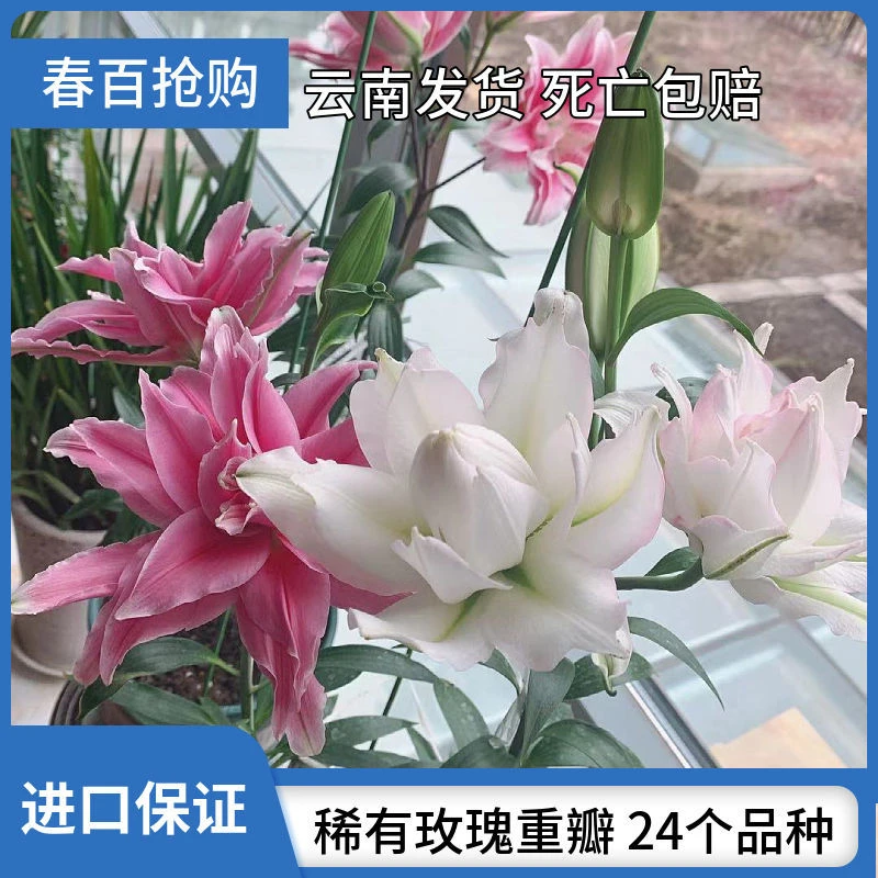 高端重瓣百合香水百合花种球盆栽多年生花卉东百包对版四季种植