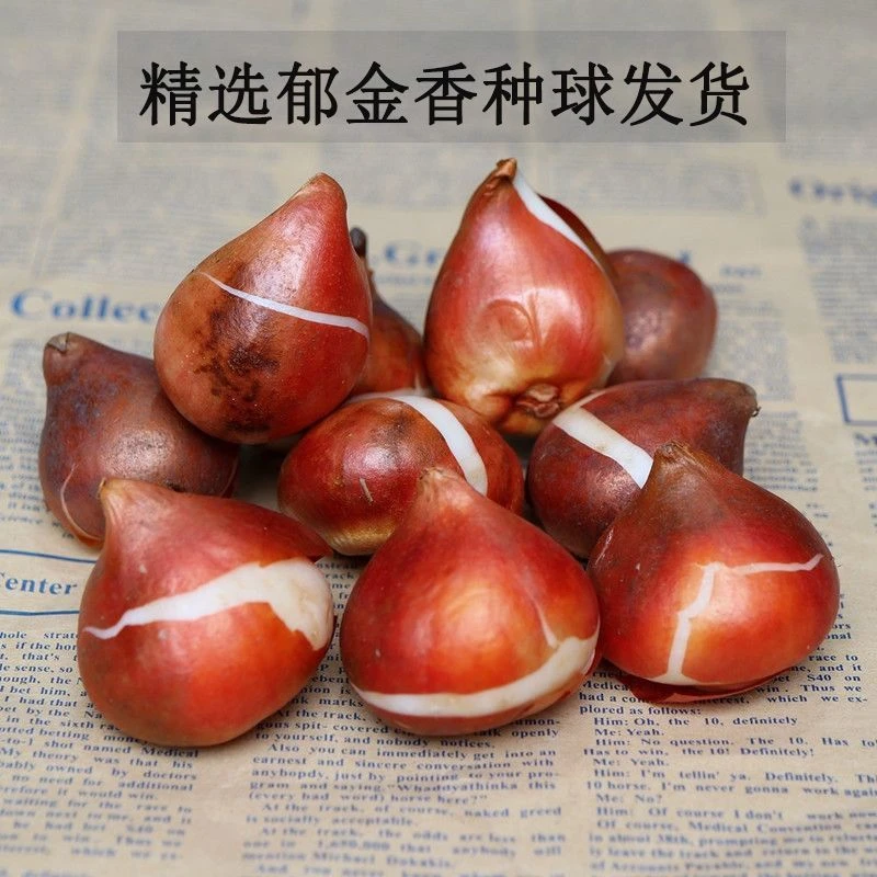 进口重瓣郁金香大种球5度球四季好活水培土养阳台耐寒盆栽绿植物