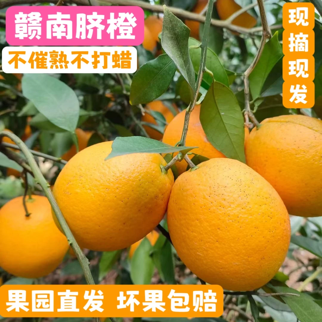 正宗赣南脐橙皮薄多汁香甜可口新鲜橙子