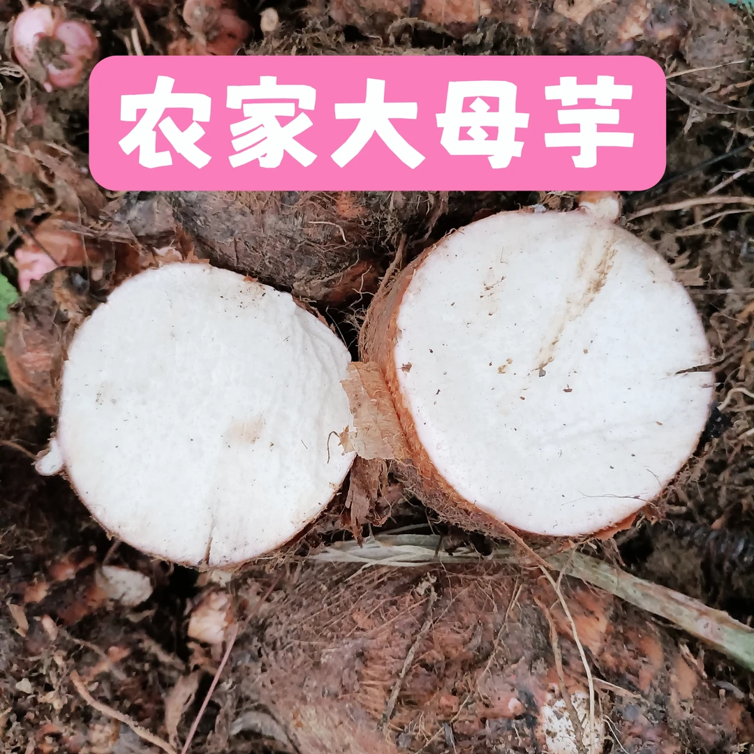 江西赣南乡下农村应时应季蔬菜农家芋子农家菜5斤～10斤