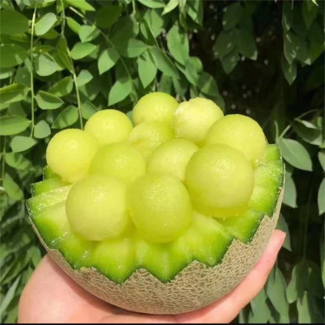 网纹玫珑哈密瓜超级甜一个
