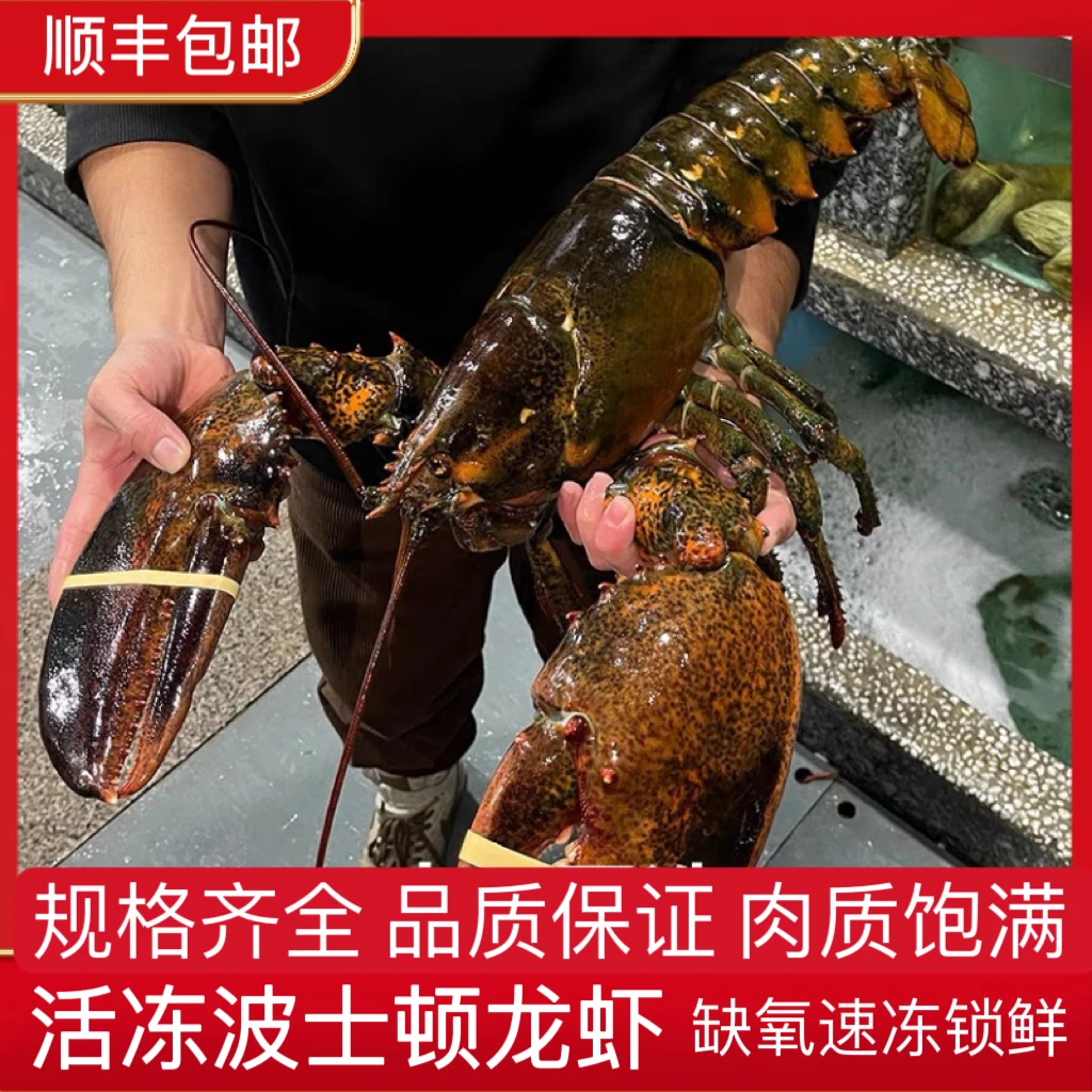 新鲜波士顿龙虾活冻大波龙海鲜水产冷冻新鲜肉质饱满美味顺丰包邮