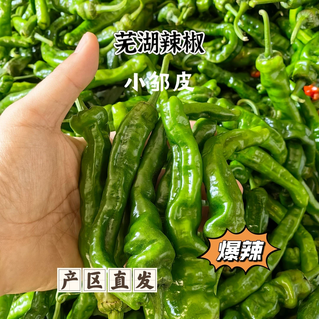 【特辣小皱皮】新鲜现采青辣椒小皱皮超辣爆辣芜湖辣椒脆嫩皮薄味足