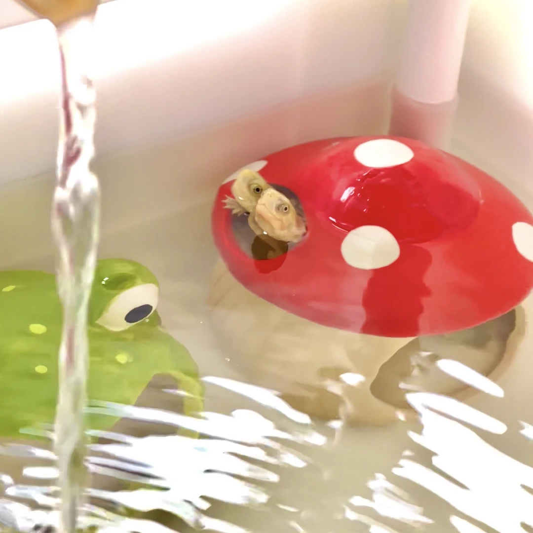 蘑菇小宠通用陶瓷窝仓鼠金丝熊降温屋消暑窝睡觉窝房子小宠用品