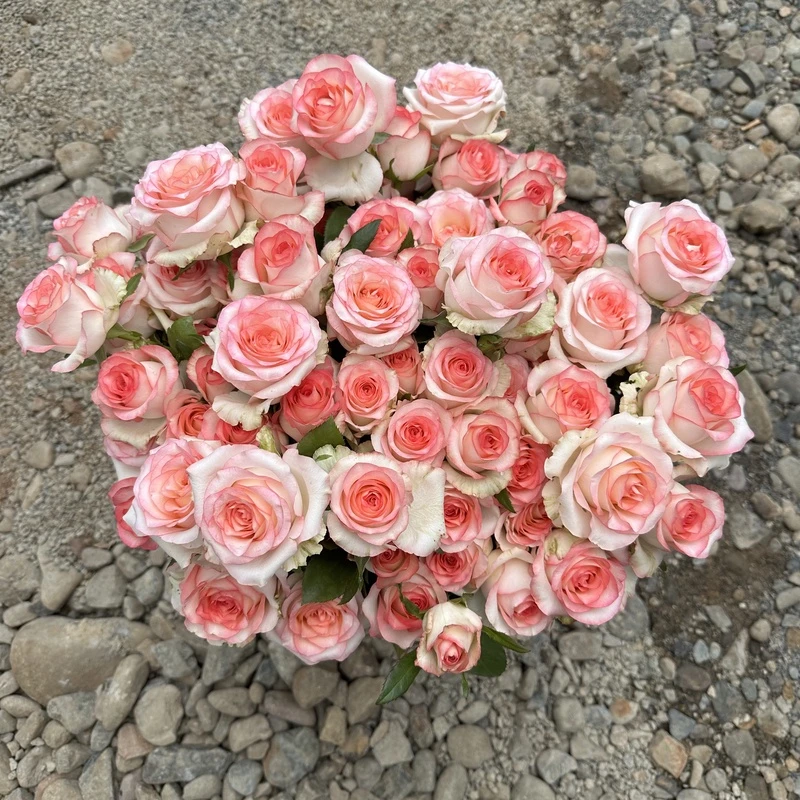 【艾莎】粉白色月季2-3个花苞 带盆带土带花苞 四季开花盆栽花卉