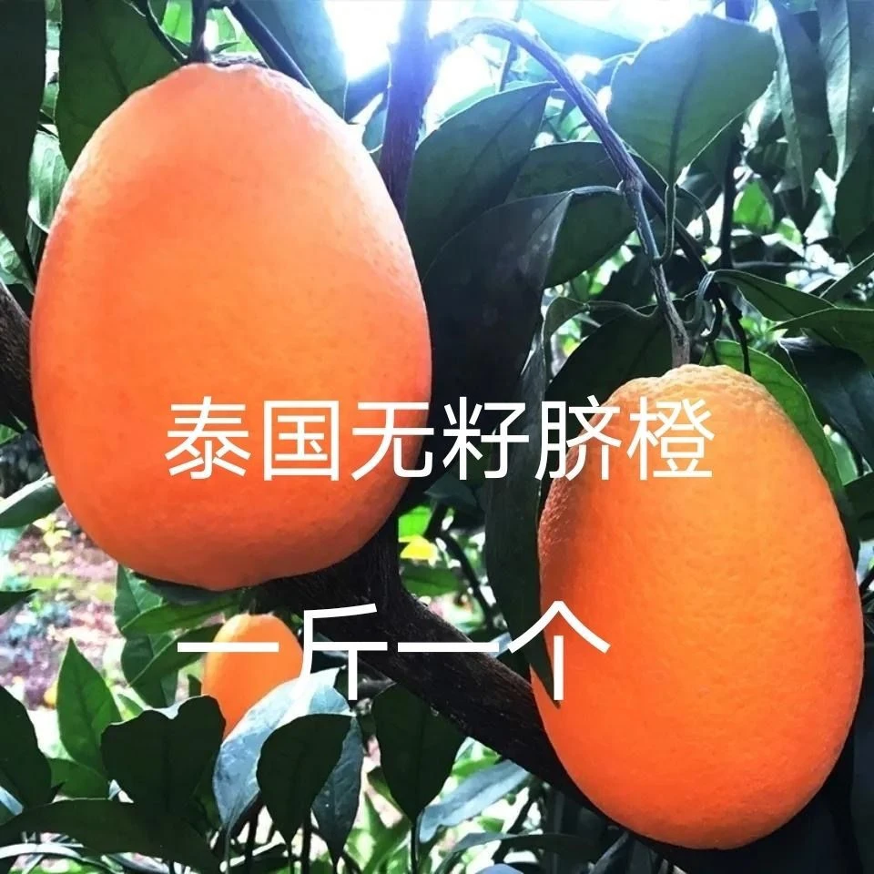 新品种无籽泰国脐橙苗嫁接橙子树苗纽荷尔脐橙苗桔子苗柚子果树苗