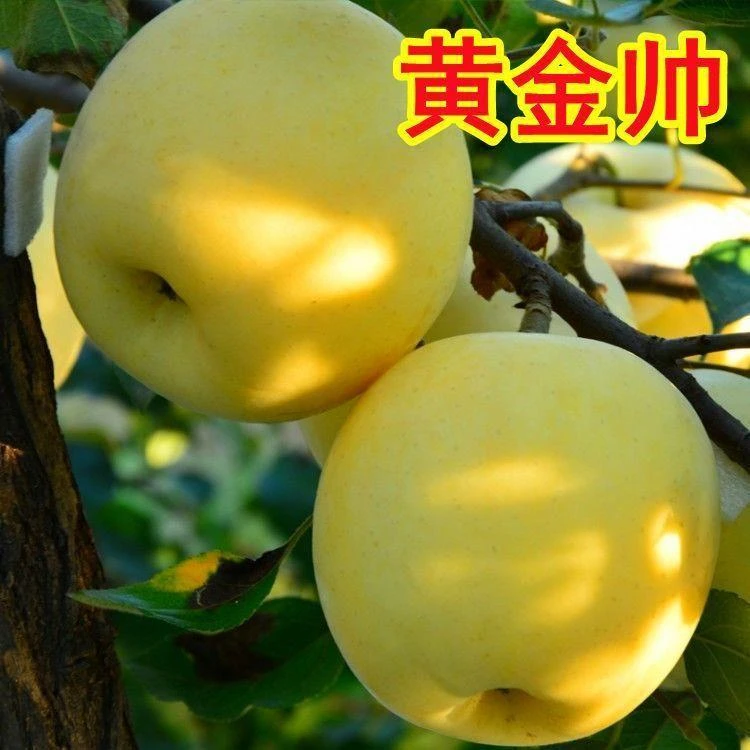 黄金帅苹果树苗嫁接特大耐寒南北方种植新品种盆栽地栽当年结果苗