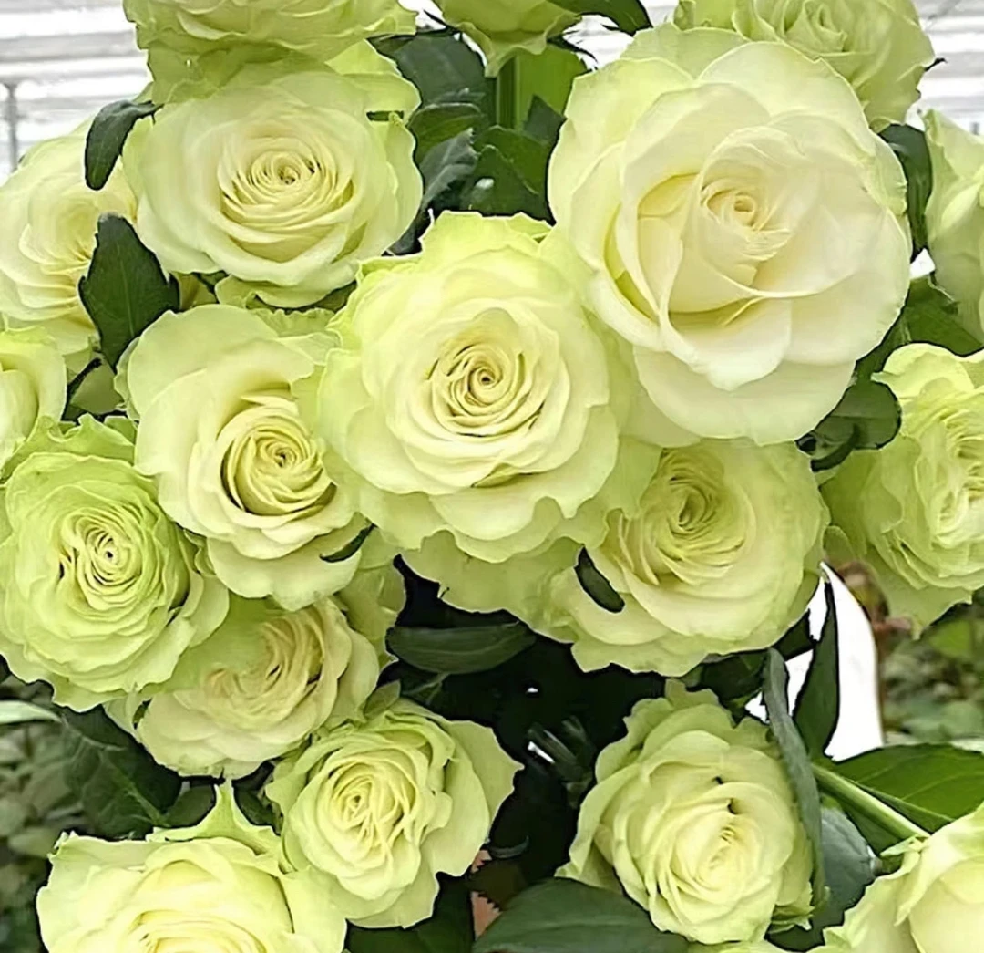 【小乔】高颜值绿色切花 耐热 抗病强 玫瑰四大美人之一
