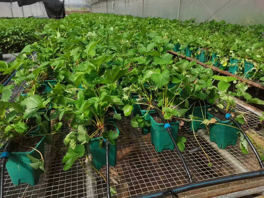 【翻斗花园 草莓苗】有机认证 不打药 安全省心