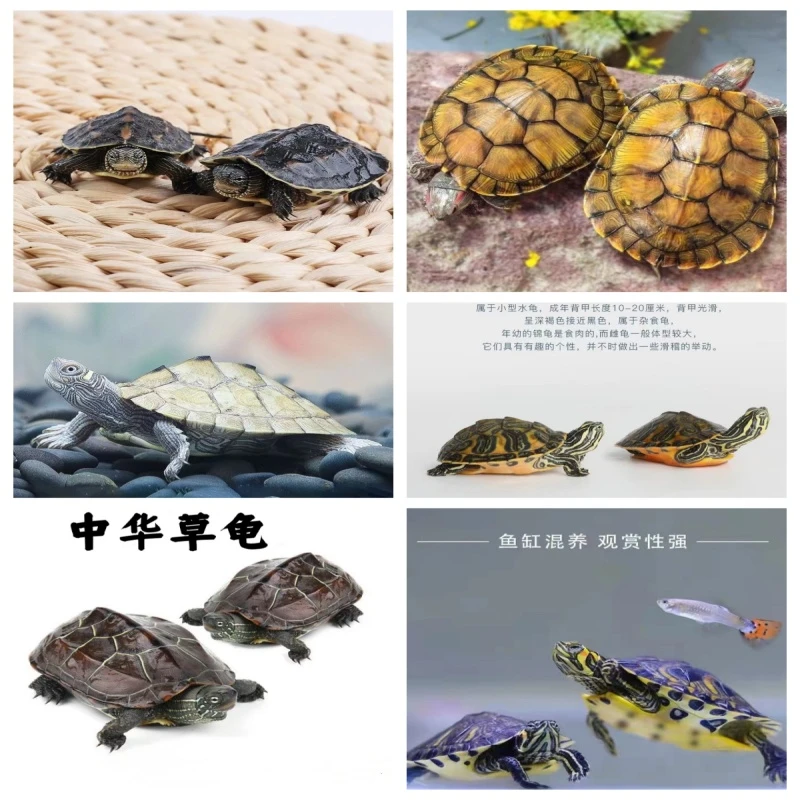 黄金巴西龟中华草龟地图龟火焰龟花龟黄耳乌龟宠物观赏龟直播链接