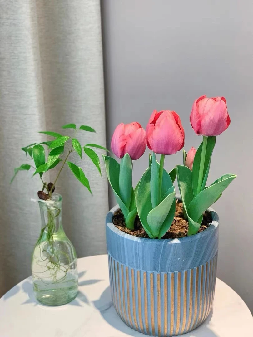 荷兰进口种球水培郁金香客厅绿植郁金香花束进口香水百合耐寒易活