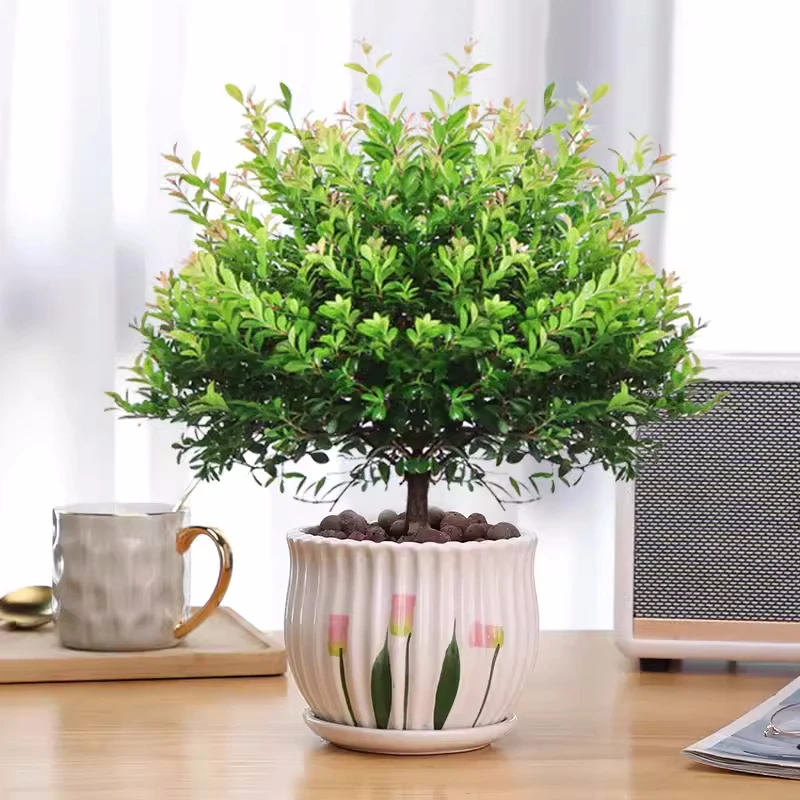 小叶赤楠盆景老桩植物办公室绿植室内盆栽好养活四季老桩赤楠大棵