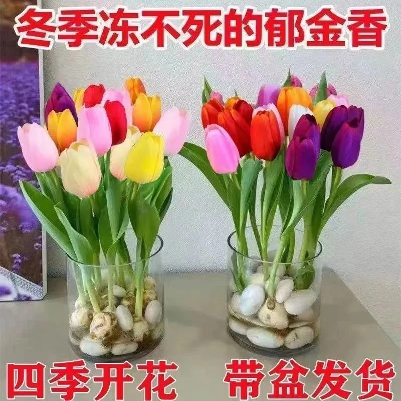 水培郁金香四季开花盆栽花卉植物客厅绿植花卉大全养不死冬季种植