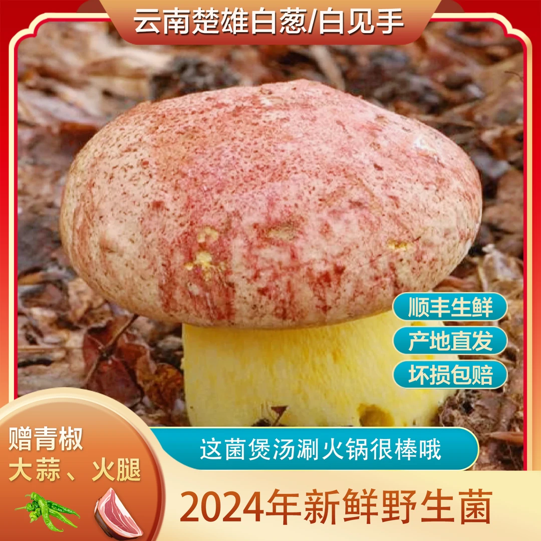 云南楚雄精品白葱/白见手 500g以上    滑嫩Q弹  顺丰生鲜发货