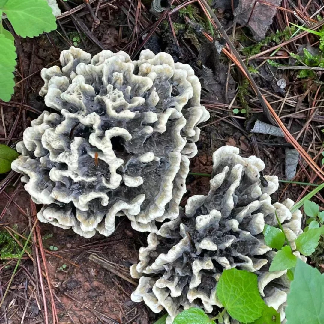 云南野生菌鲜货  干巴菌  冷链空运 250g以上