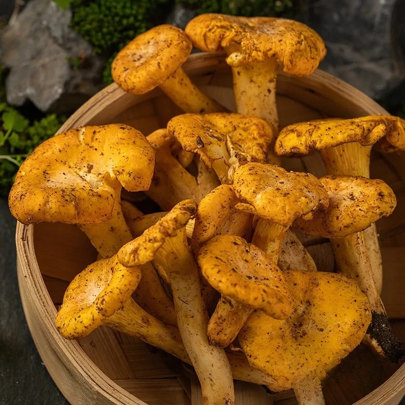 云南菌子鲜货  精品鸡油菌  500g以上  冷链空运