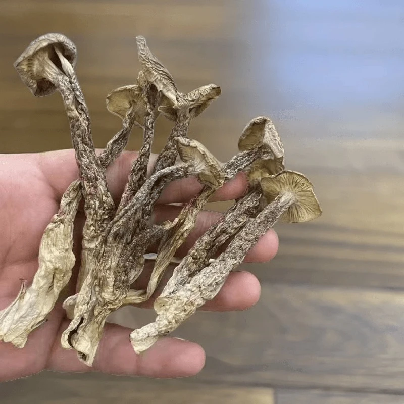 鹿茸菇中长条250g/500g