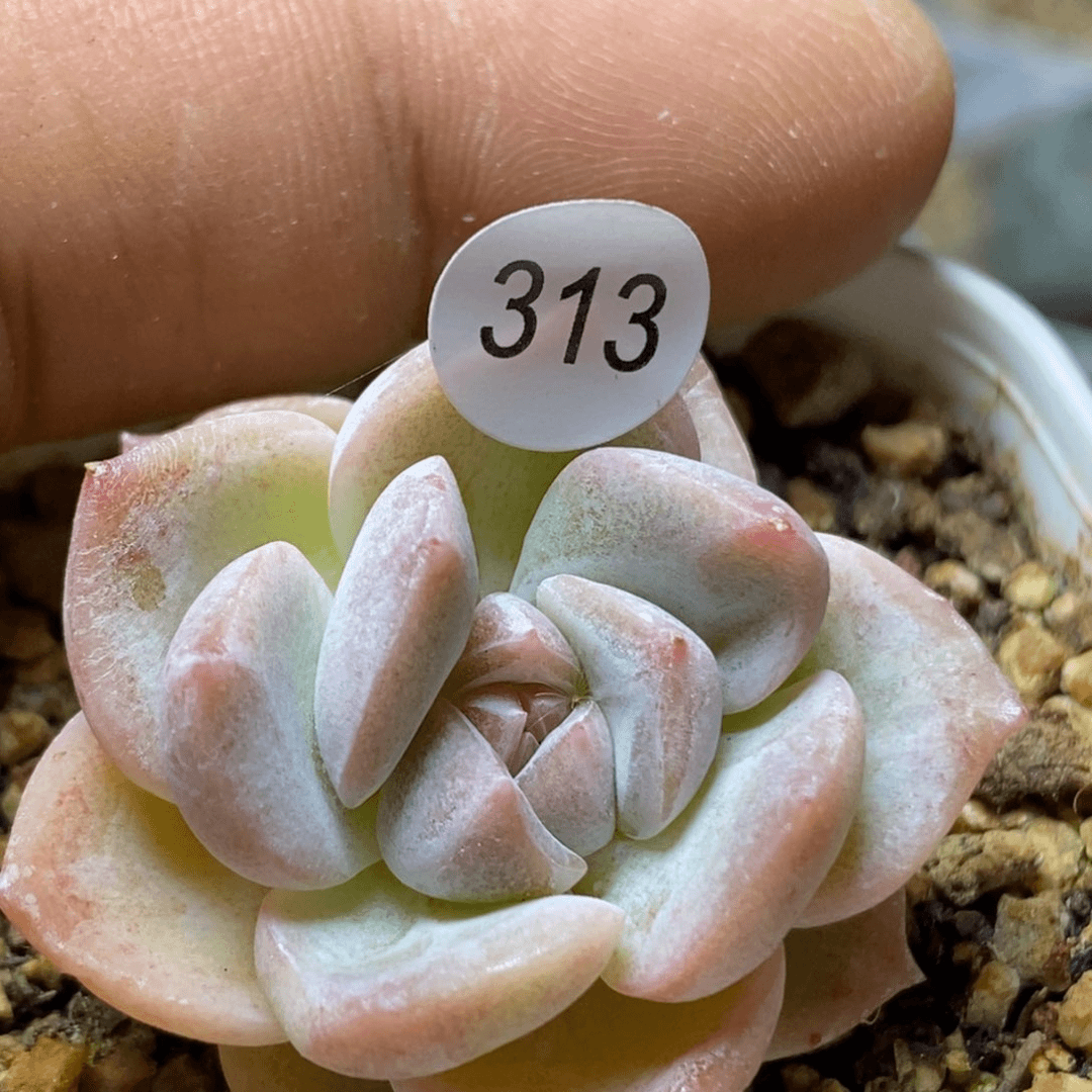 糖心珍妮特价313