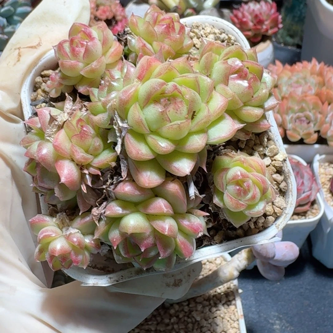 麦秆一物一拍。 553